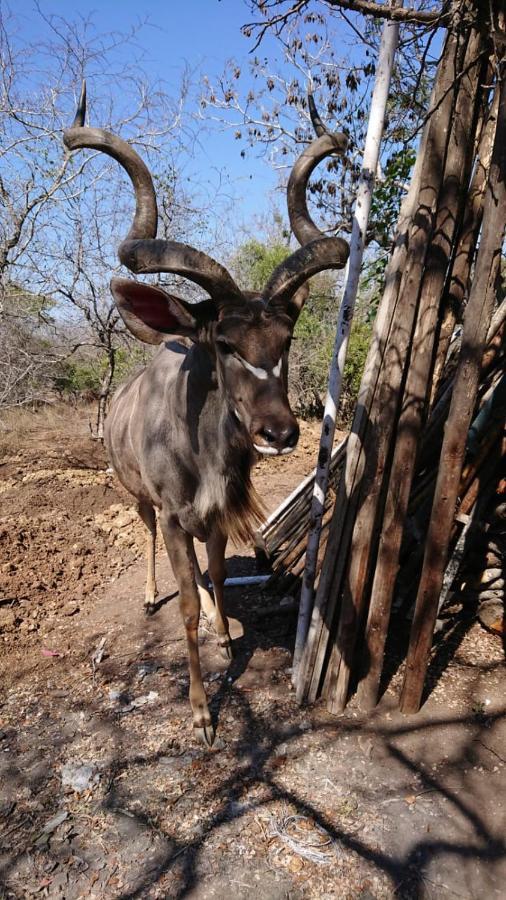 Svh Bush Lodge Marloth Park Exterior foto